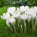 Crocus Bulbs Large Flowering White, Je 